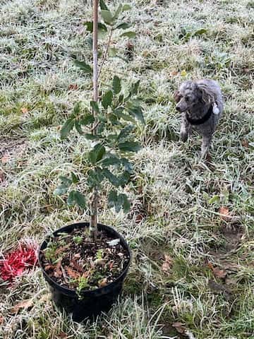 Tree Planting Volunteer Dog