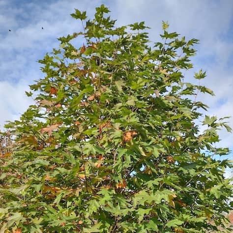 Autumn Colouring Oriental Plane Tree