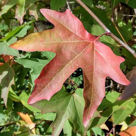 Autumn Colouring Oriental Plane Leaves