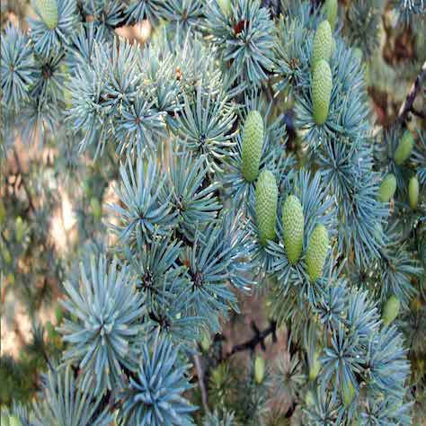 Blue Atlas Cedar Needles