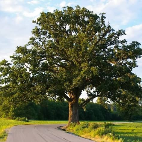 Burr Oak Tree