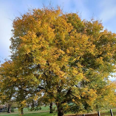 Caucasian Elm Tree