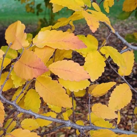 Caucasian Elm Leaves