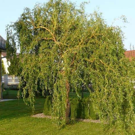 Cork Screw Willow Tree