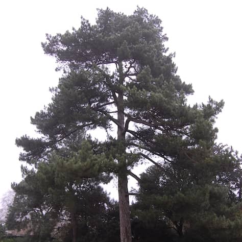 Corsican Pine Tree