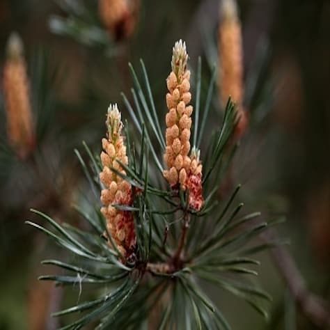 Corsican Pine Needles