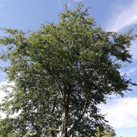 Cut Leaved Grey Alder Tree