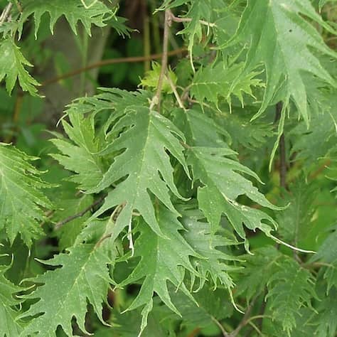 Cut Leaved Grey Alder Leaves
