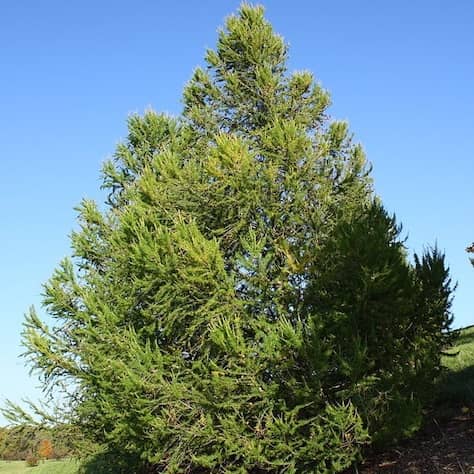 European Larch Tree