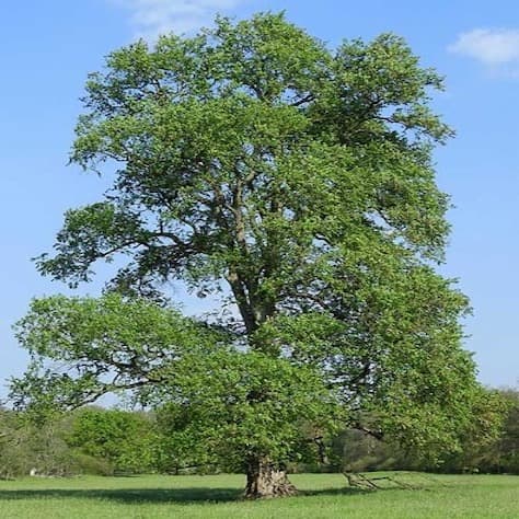 European White Elm Tree