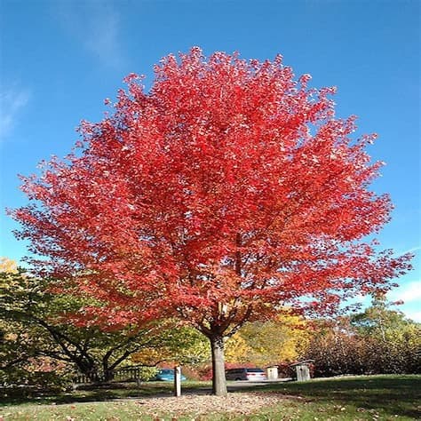 Freeman's Maple Tree