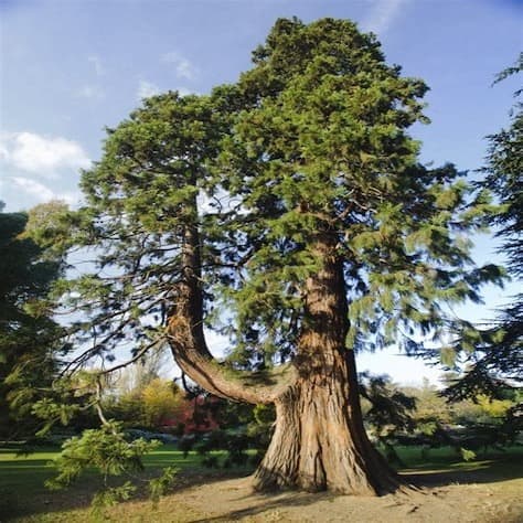 Giant Redwood Tree