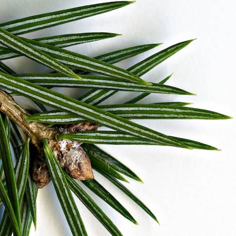Greek Fir Leaves