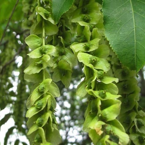 Hybrid Wingnut Leaves