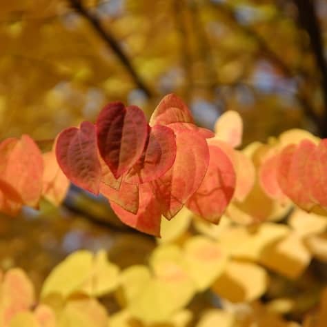 Katsura Leaves