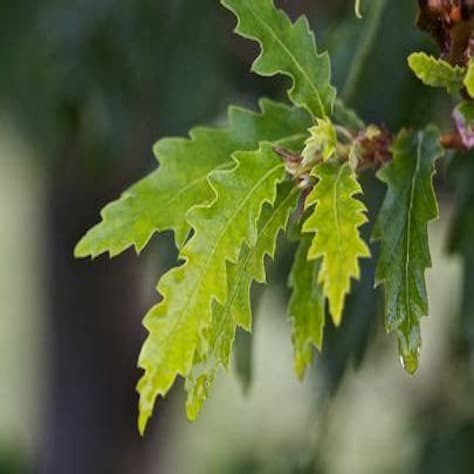 Lucombe Oak Leaves