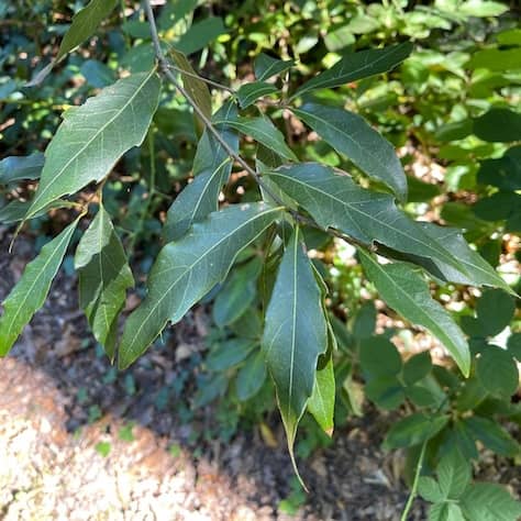Mexican Oak Leaves