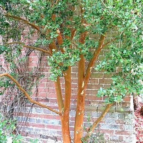 Orange-barked Myrtle Tree