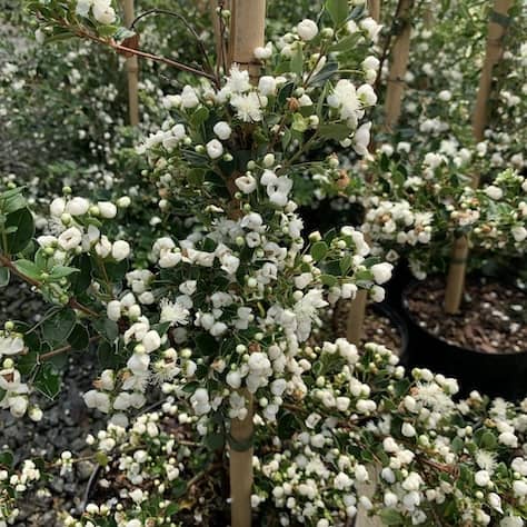 Orange-barked Myrtle Leaves
