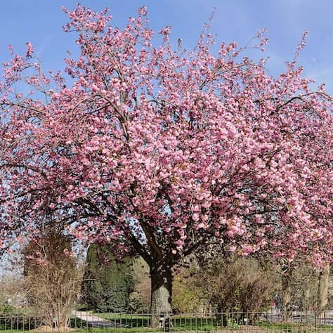 Purple-leaved Bird Cherry Tree