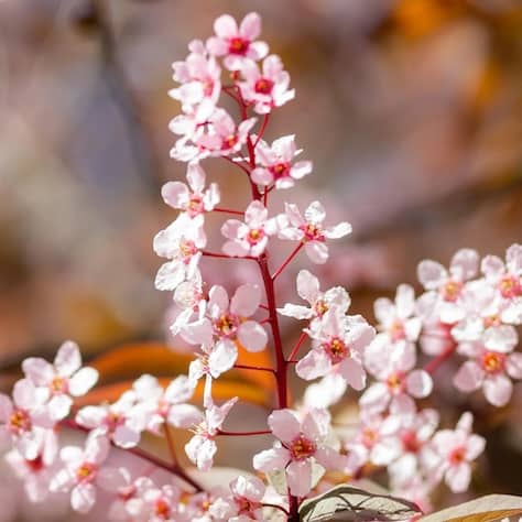 Purple-leaved Bird Cherry Leaves
