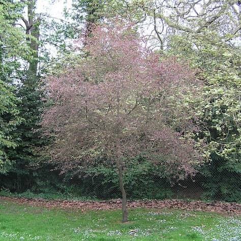 Purple-leaved Blackthorn Tree