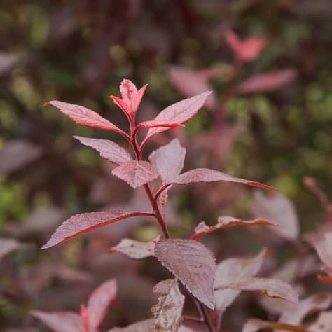 Purple-leaved Blackthorn Leaves