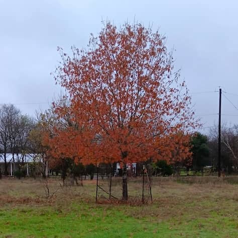 Texas Red Oak Tree