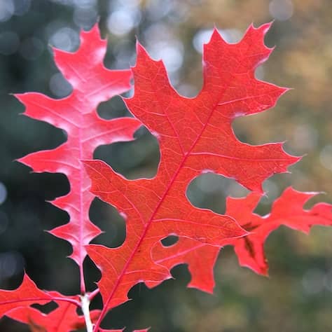 Texas Red Oak Leaves