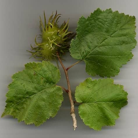 Turkish Hazel Leaves
