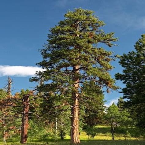Western Yellow Pine Tree