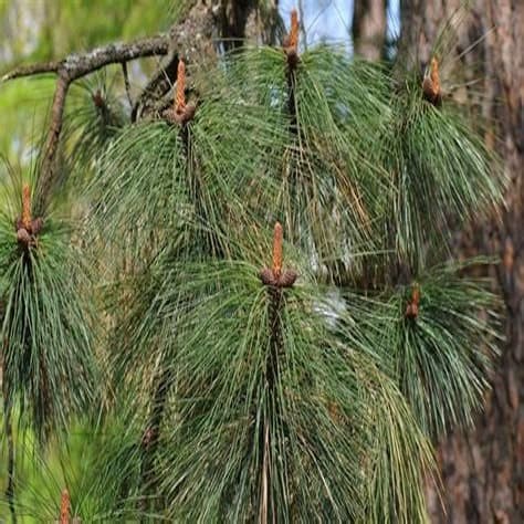 Western Yellow Pine Needles